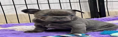 Blue female carrying fluffy 