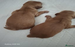 Cockapoo dogs for sale: Beautiful F1b cockapoo puppies  - Image 8