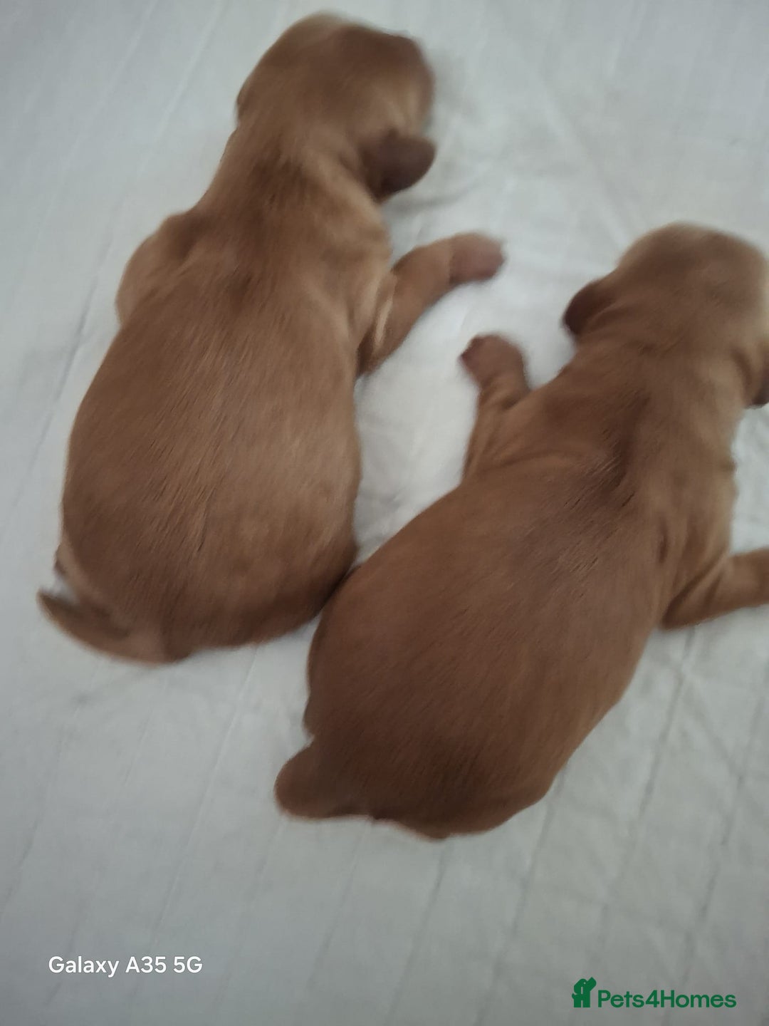 Cockapoo dogs for sale: Beautiful F1b cockapoo puppies  - Image 8