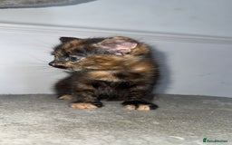 Mixed Breed cats for sale: FiveFemale Kittens Looking for Their ForeverHomes! - Advert 7