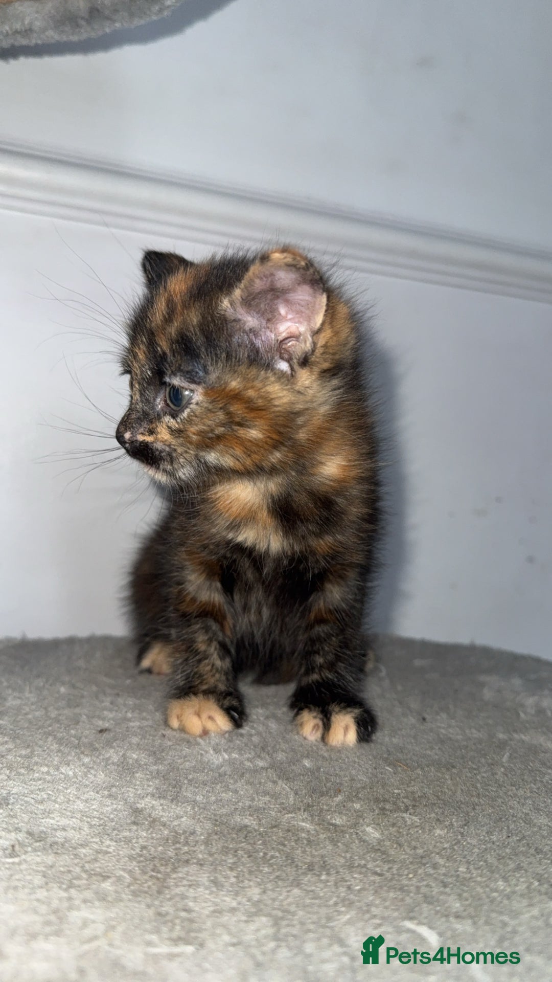 Mixed Breed cats for sale: FiveFemale Kittens Looking for Their ForeverHomes! - Advert 7