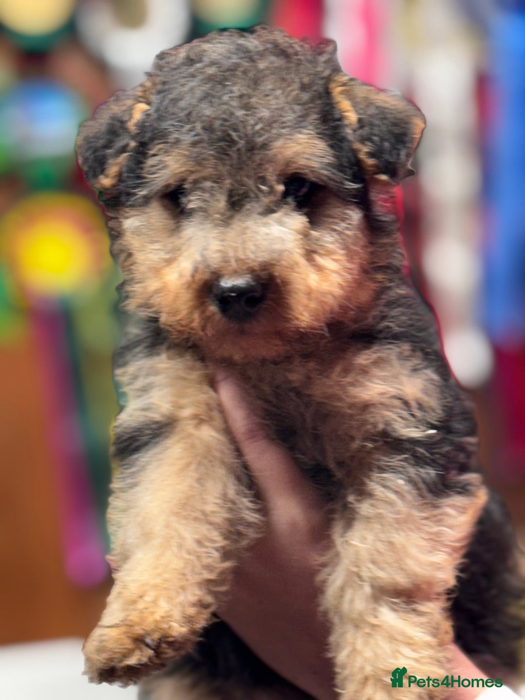 Lakeland Terrier dogs for sale: Stunning Lakeland Terrier Male  Puppies  - Advert 2