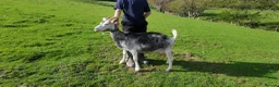 Goats livestock for sale: 5 goats  pedegri British alpine goats milk in Oswestry - Advert 7