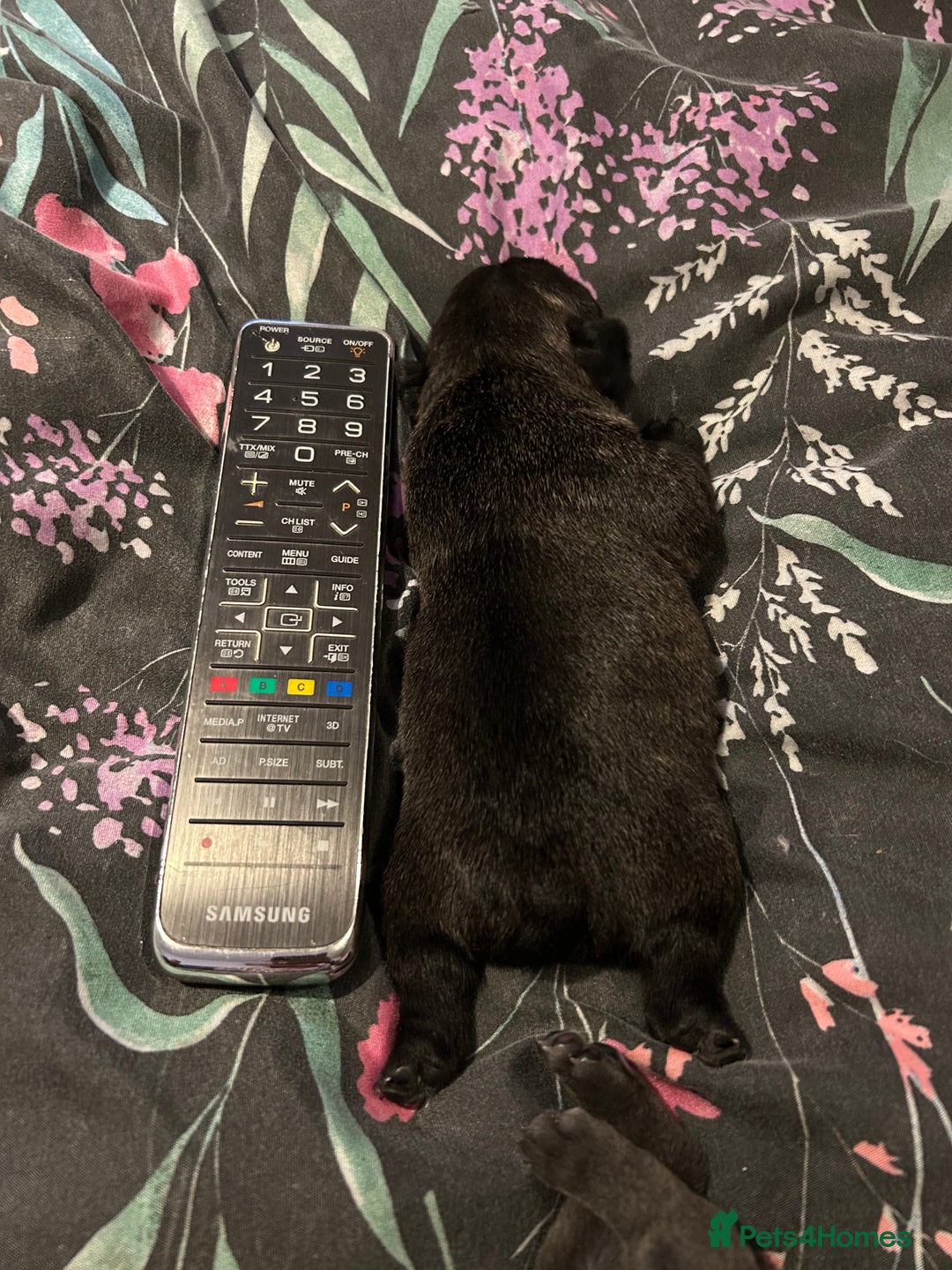 French Bulldog dogs for sale: 4 beautiful boys looking for forever homes - Advert 3