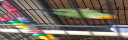 Lovebirds birds for sale: Single Female Lovebird in London - Advert 2