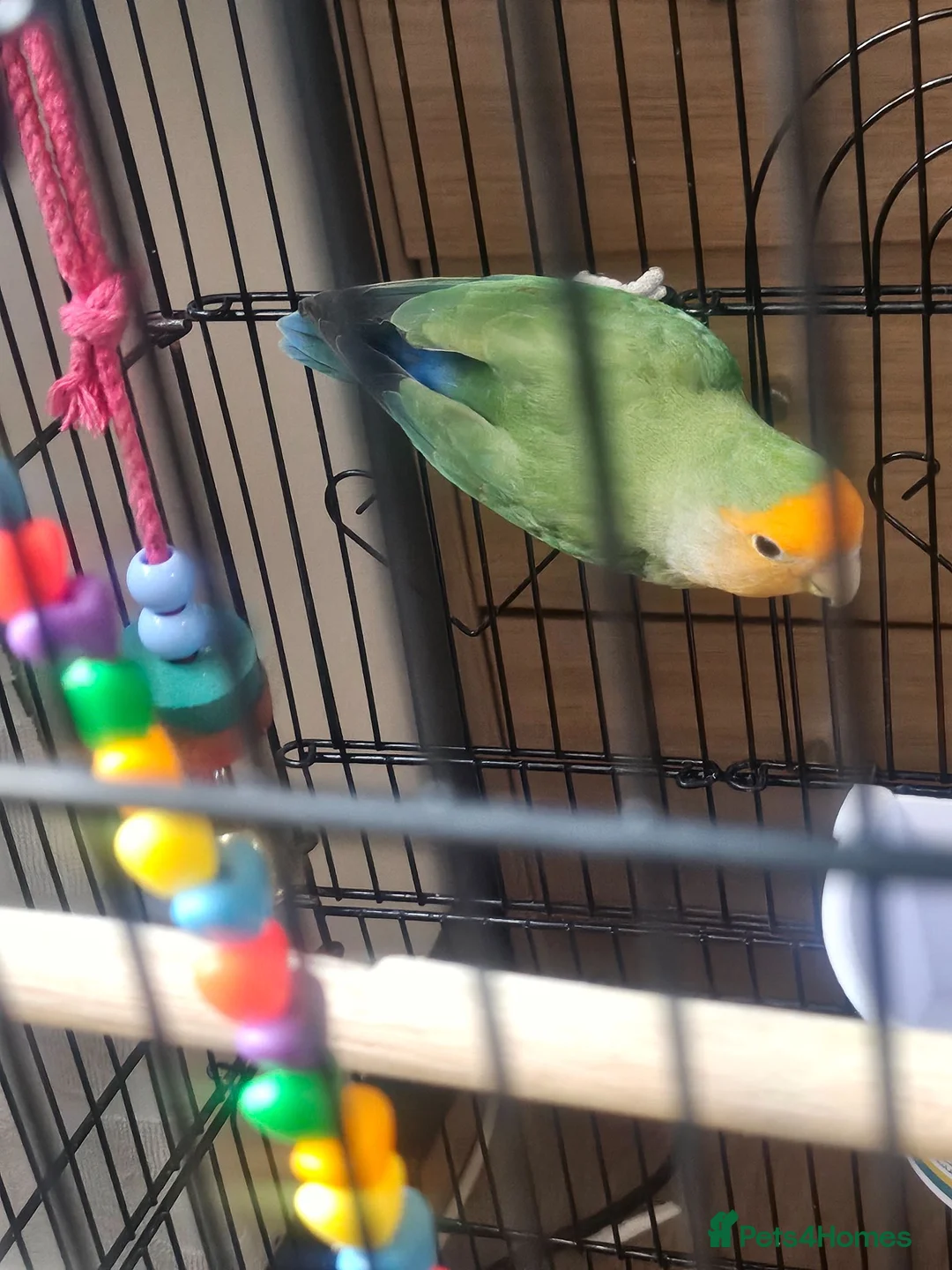 Lovebirds birds for sale: Single Female Lovebird in London - Advert 2