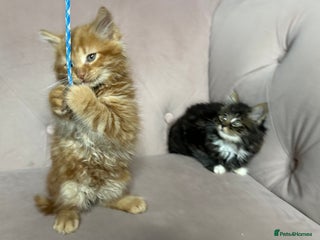 Siberian cats Siberian kittens, Ready Now - Advert 1