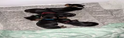 Miniature Dachshund dogs for sale: 4 male smooth hair miniature dachshund  - Advert 17