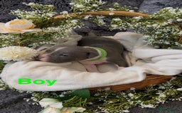 Staffordshire Bull Terrier dogs for sale: Stunning Staff Puppies  - Image 6