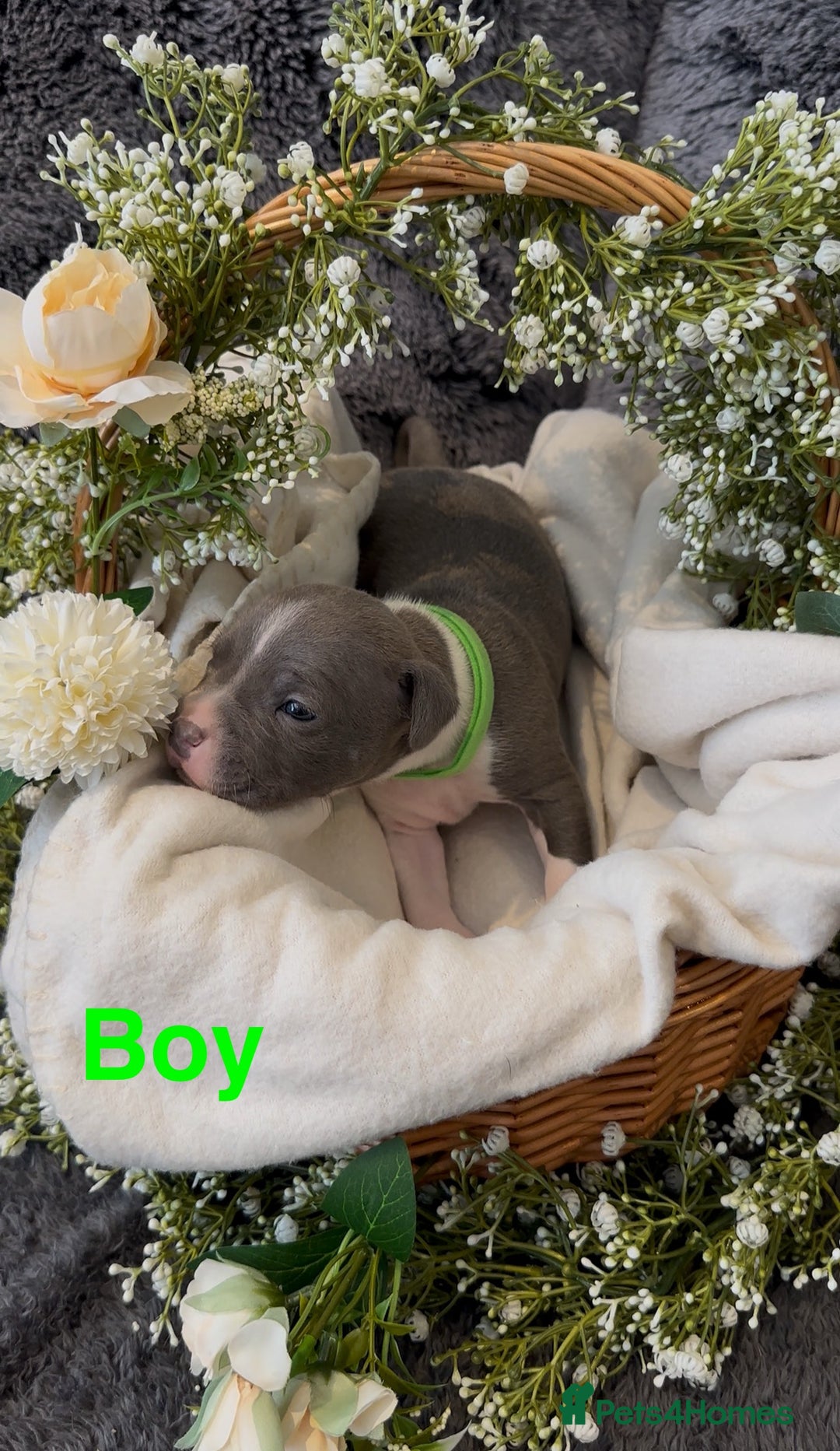 Staffordshire Bull Terrier dogs for sale: Stunning Staff Puppies  - Image 6