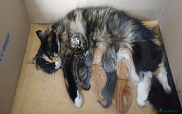 British Longhair cats for sale: Kittens  - Image 4