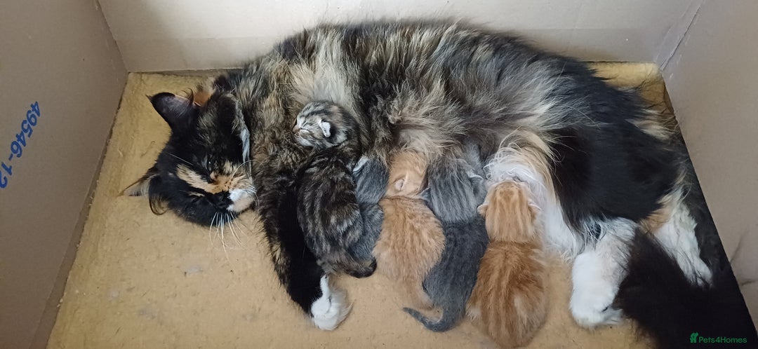 British Longhair cats for sale: Kittens  - Image 4