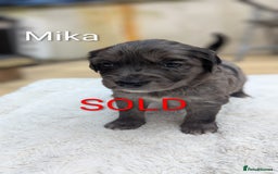 Mixed Breed dogs for sale: 4 girls available end of October  - Image 11