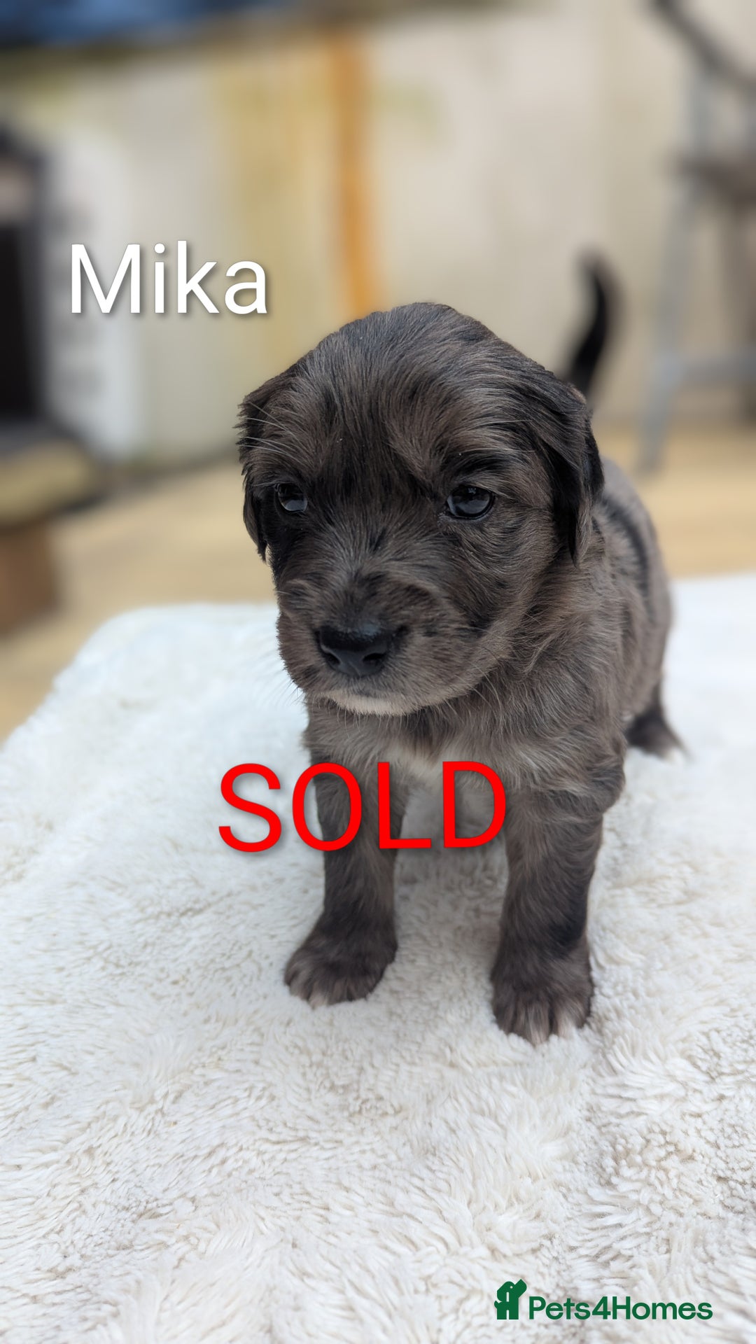 Mixed Breed dogs for sale: 4 girls available end of October  - Image 11