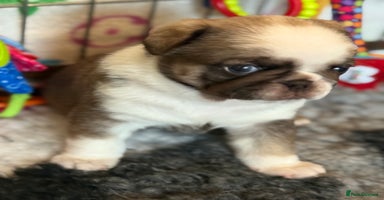 Pug dogs - Advert 8
