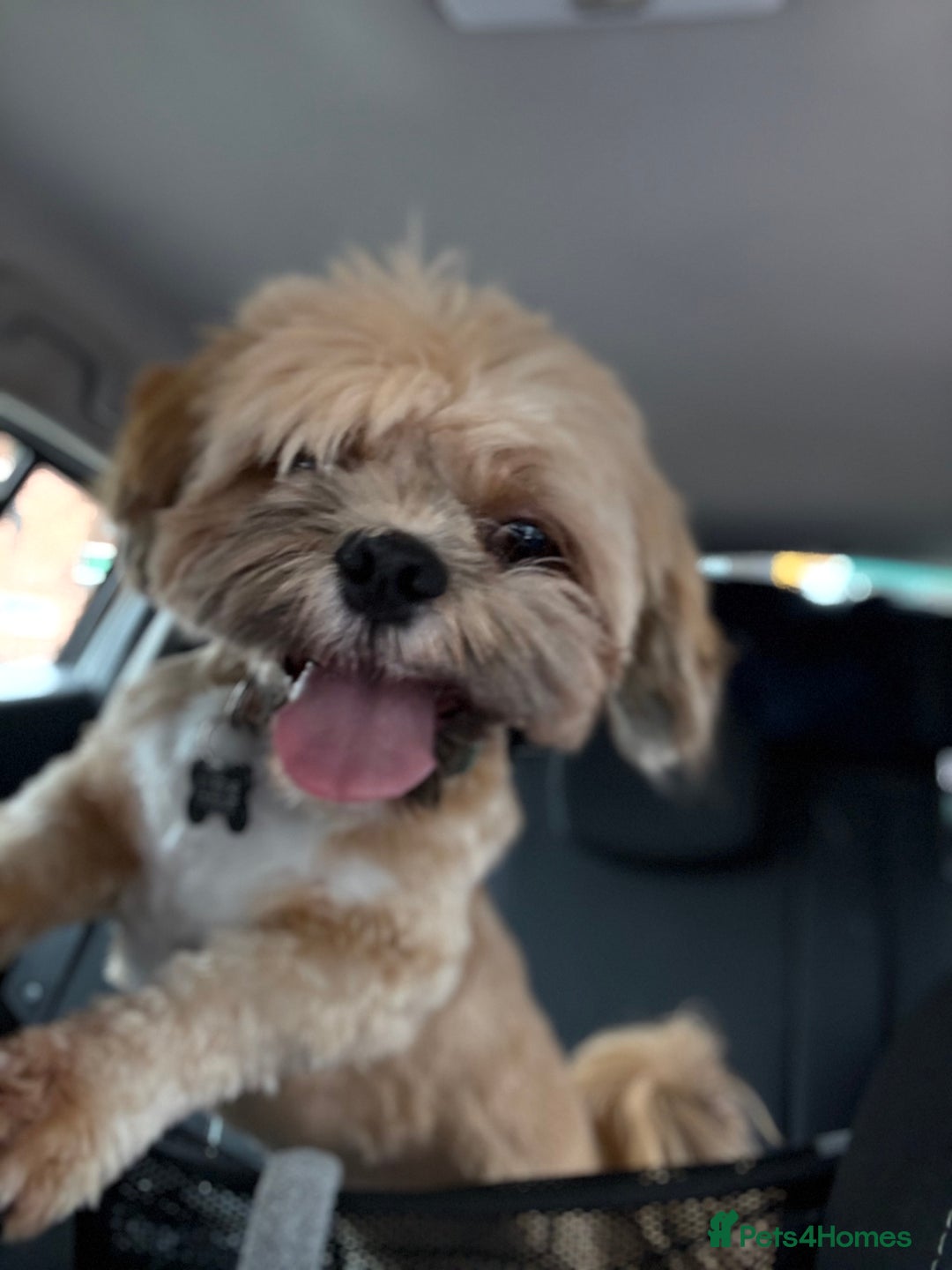 Mixed Breed dogs for sale: Male  - Advert 2