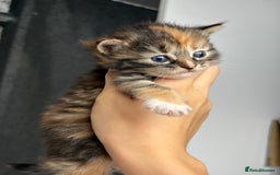 British Longhair cats for sale: British long hair cats  - Image 5