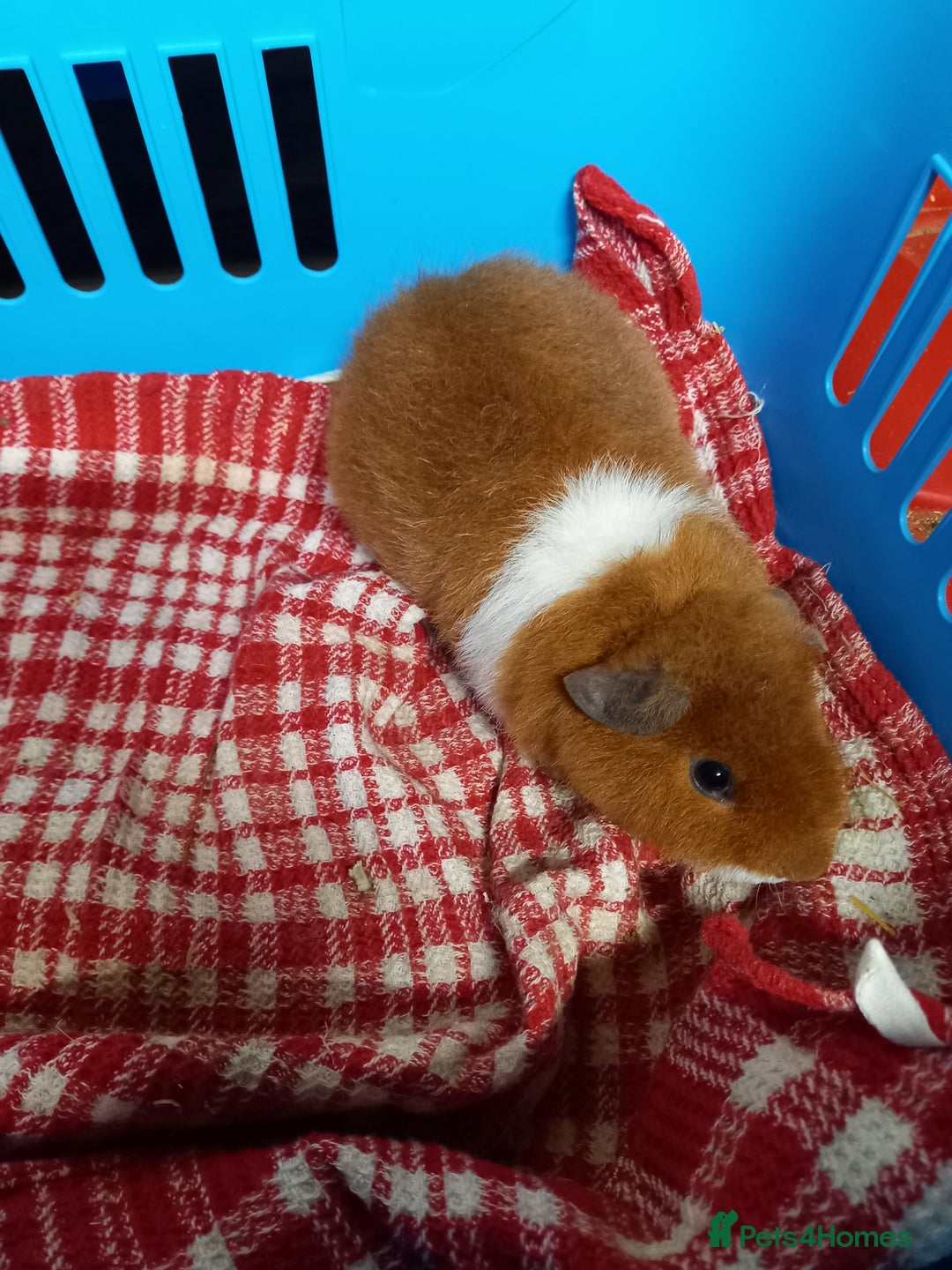 Guinea Pig rodents for sale: Teddy baby guinea-pigs  - Advert 8