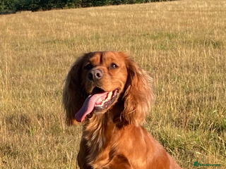 Cocker Spaniel dogs Four beautiful cocker spaniel girls - Advert 11