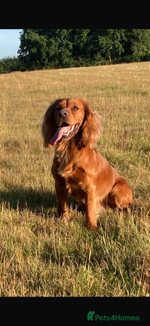 Cocker Spaniel dogs Four beautiful cocker spaniel girls - Advert 2