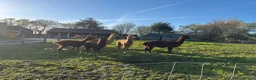 Alpaca livestock for sale: Mixture of Alpacas for sale  - Advert 7