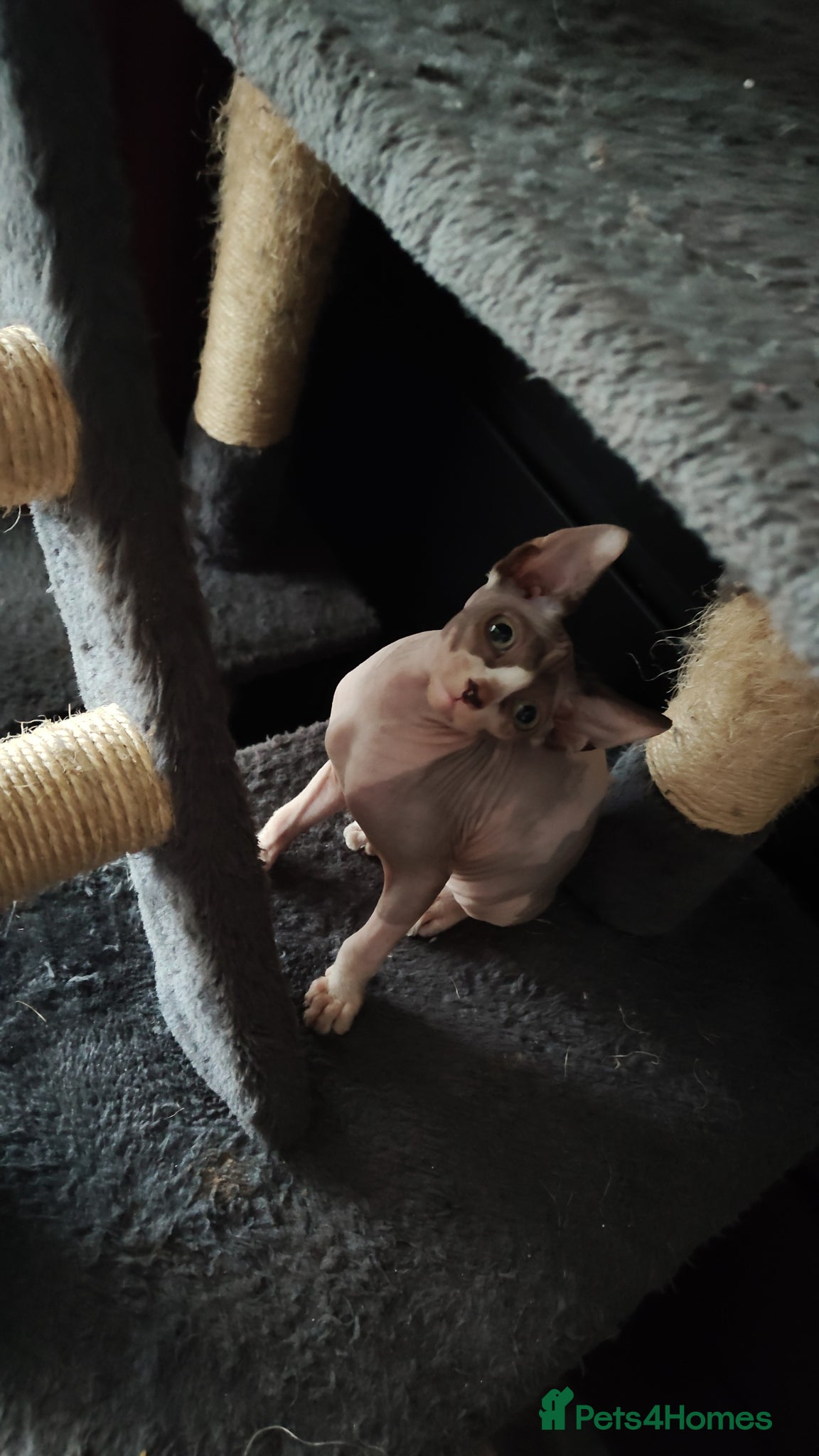 Sphynx cats for sale: Elf and sphinx mix - Advert 2