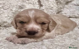 Cocker Spaniel dogs for sale: Fully health tested KC reg working Cocker Spaniels - Image 2