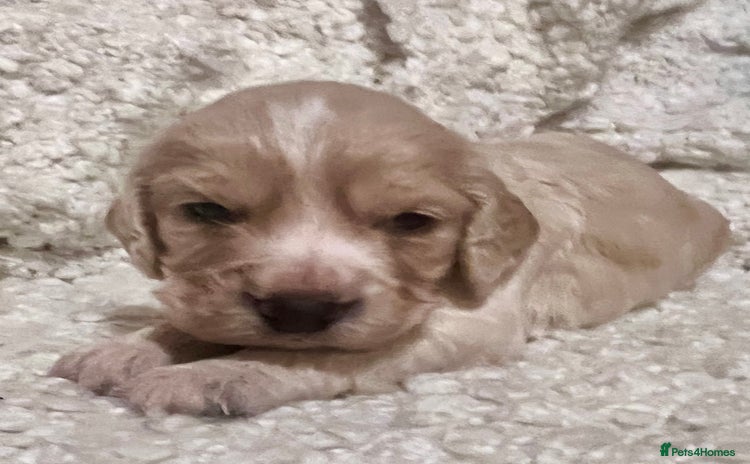 Cocker Spaniel dogs - Advert 7