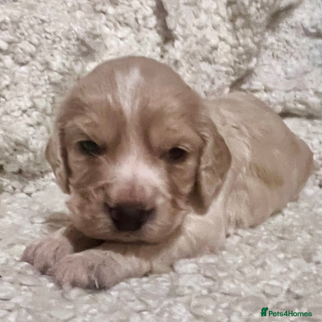 Cocker Spaniel dogs for sale: Fully health tested KC reg working Cocker Spaniels - Image 2
