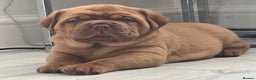 Dogue De Bordeaux dogs for stud: Stunning male for stud in Liverpool - Advert 7