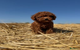 Toy Poodle dogs for sale: Toy Poodle Puppies–Asian Lines–Tiny Size - Image 17