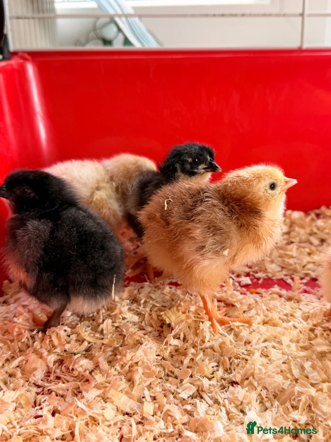Chickens poultry for sale: Baby Chicks for sale!!  in Coventry - Advert 2