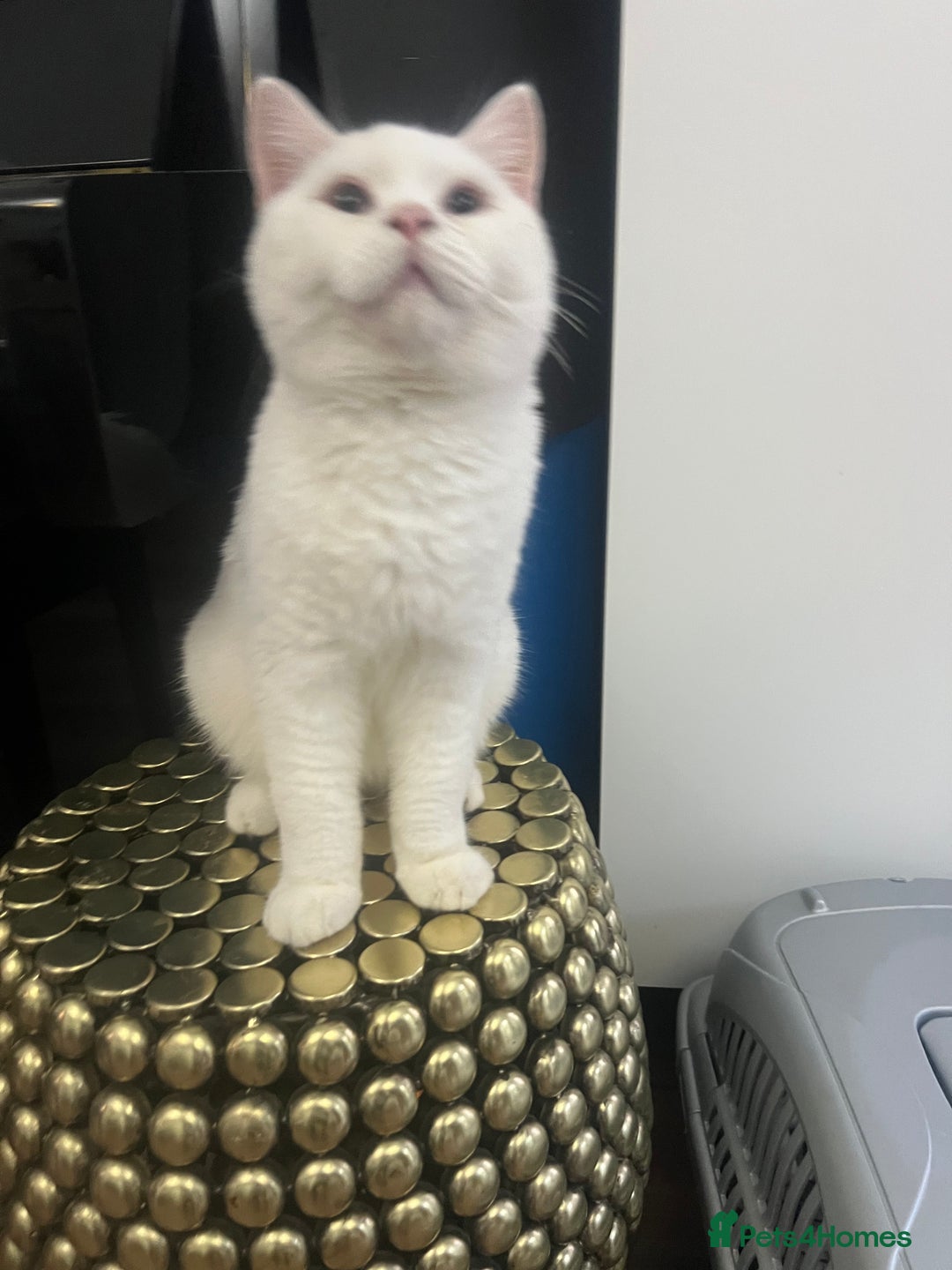 British Shorthair cats for sale: LAST 1  BSH WHITE  BOY GCCF REGISTERED!!!!! - Advert 8