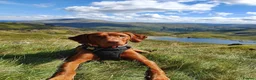 Hungarian Vizsla dogs for sale: Hungarian Vizsla Puppies - Coming Soon! - Advert 1