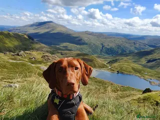 Hungarian Vizsla dogs Hungarian Vizsla Puppies - Coming Soon! - Advert 1