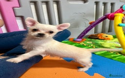 Mixed Breed dogs for sale: Malchi puppy health tested parents 1 boy available - Image 1