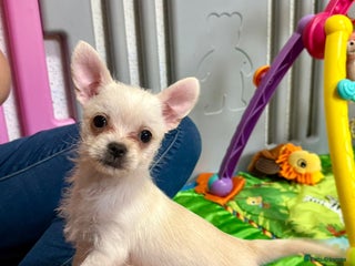 Mixed Breed dogs - Advert 6