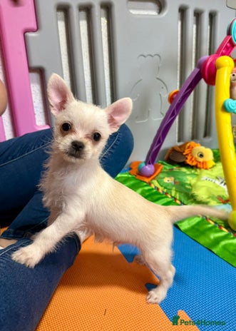 Mixed Breed dogs - Advert 1