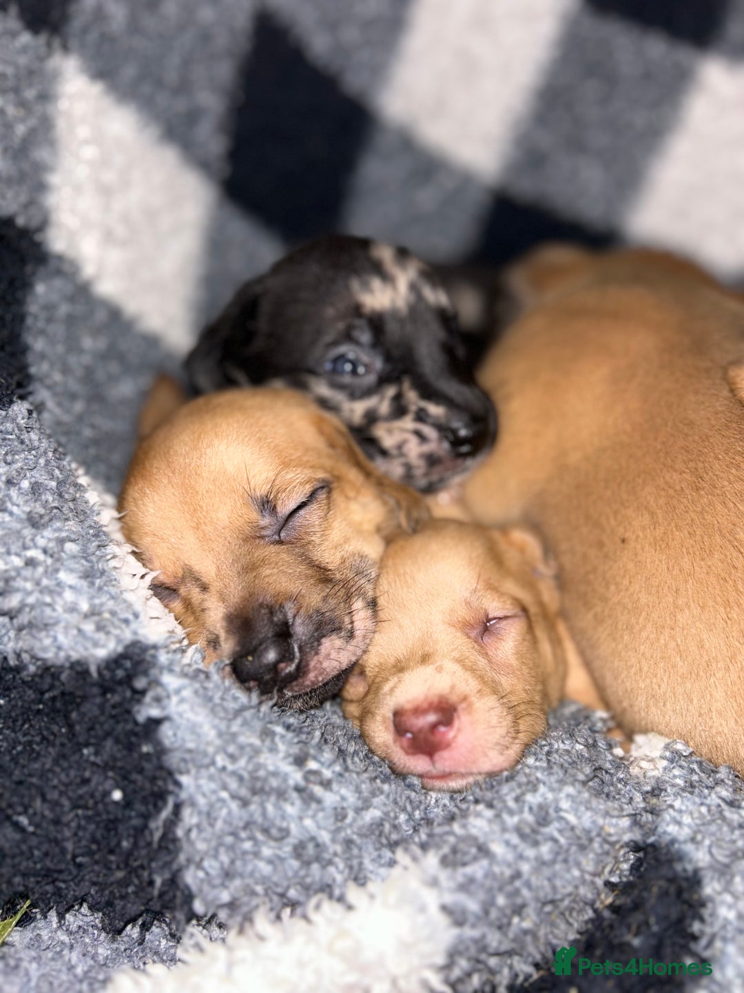 Mixed Breed dogs for sale: Mix breed Staff  - Advert 14