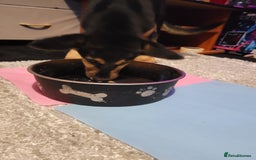 Shepsky dogs for sale: 5 adorable shepskys  - Image 1