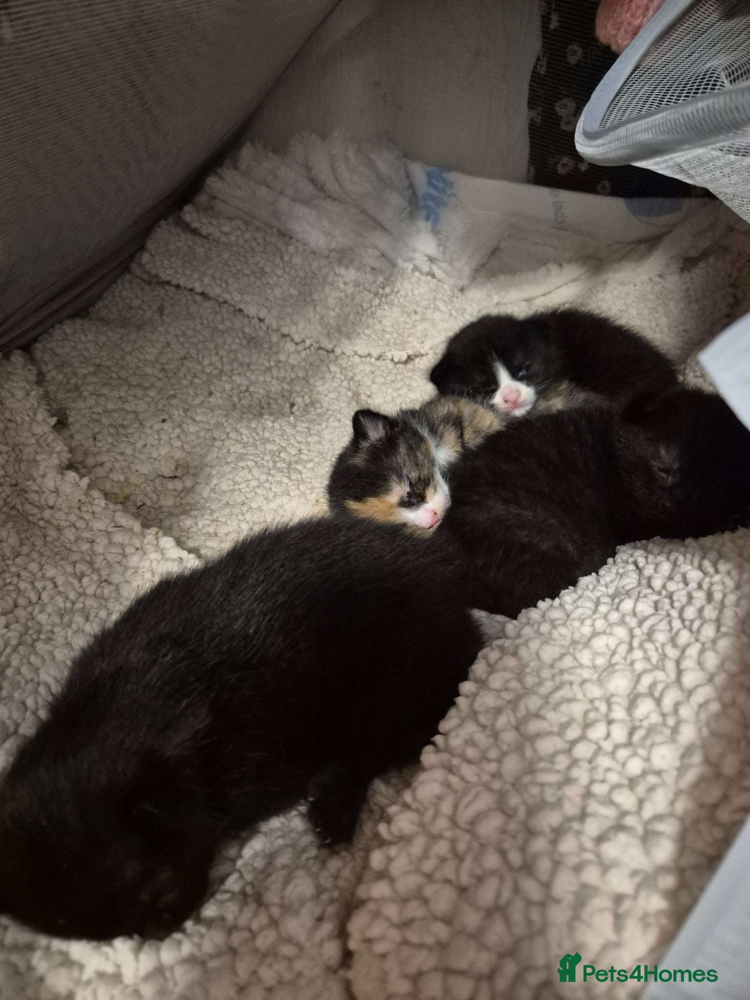 Mixed Breed cats 4 beautiful kittens  - Advert 2