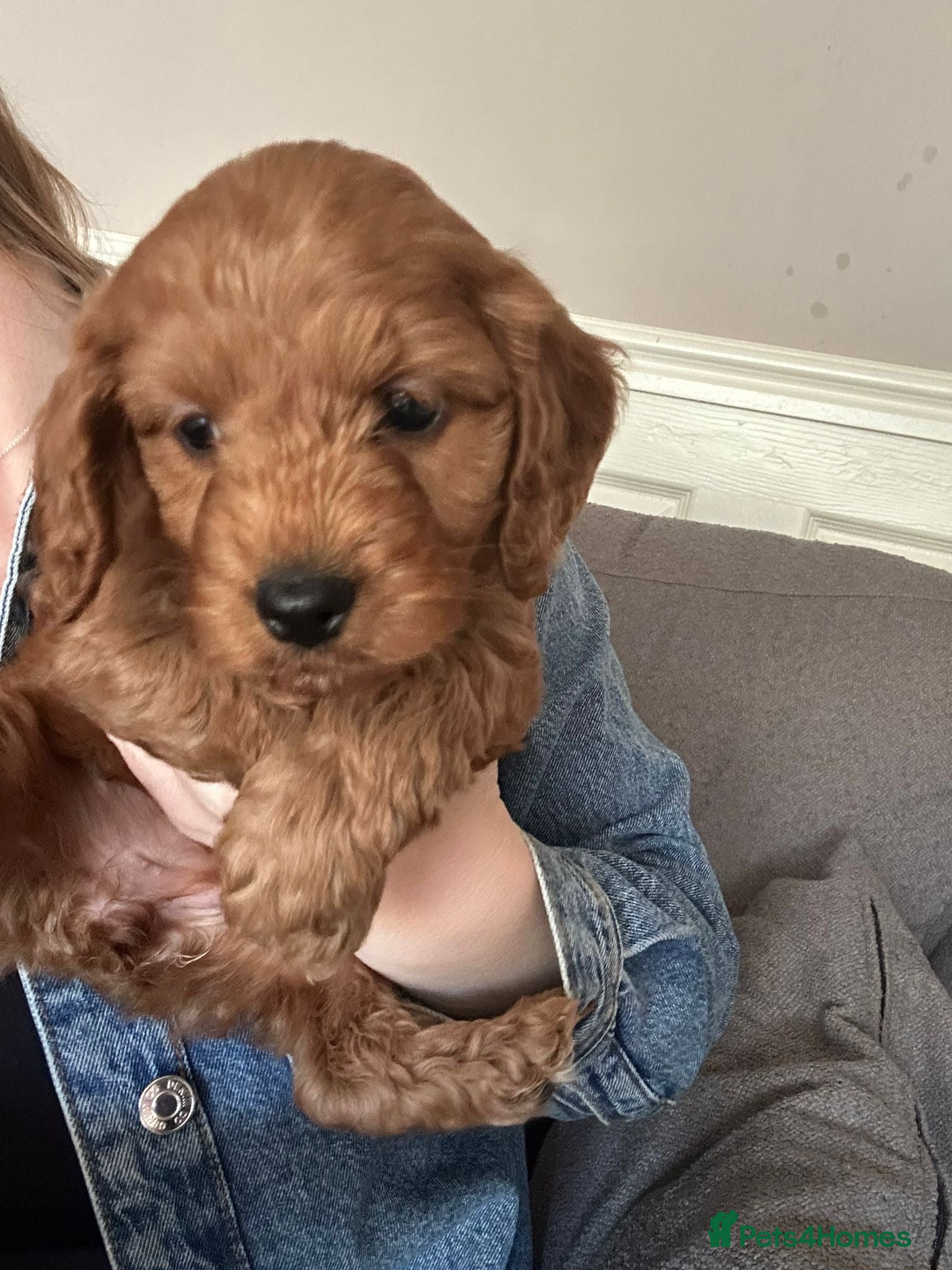 Cockapoo dogs cockerpoo puppies 2 girls left .  - Advert 1