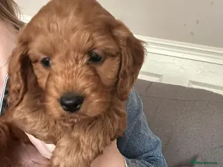 Cockapoo dogs cockerpoo puppies 2 girls left . - Advert 1