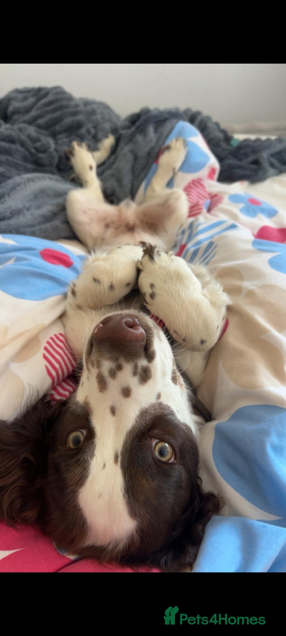 Cocker Spaniel dogs for sale: Cocker spaniel puppies due  - Advert 6
