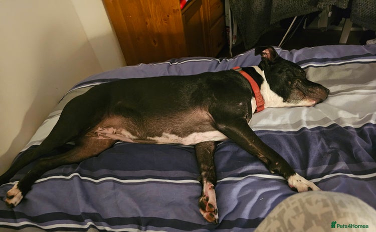 Staffordshire Bull Terrier dogs - Advert 2