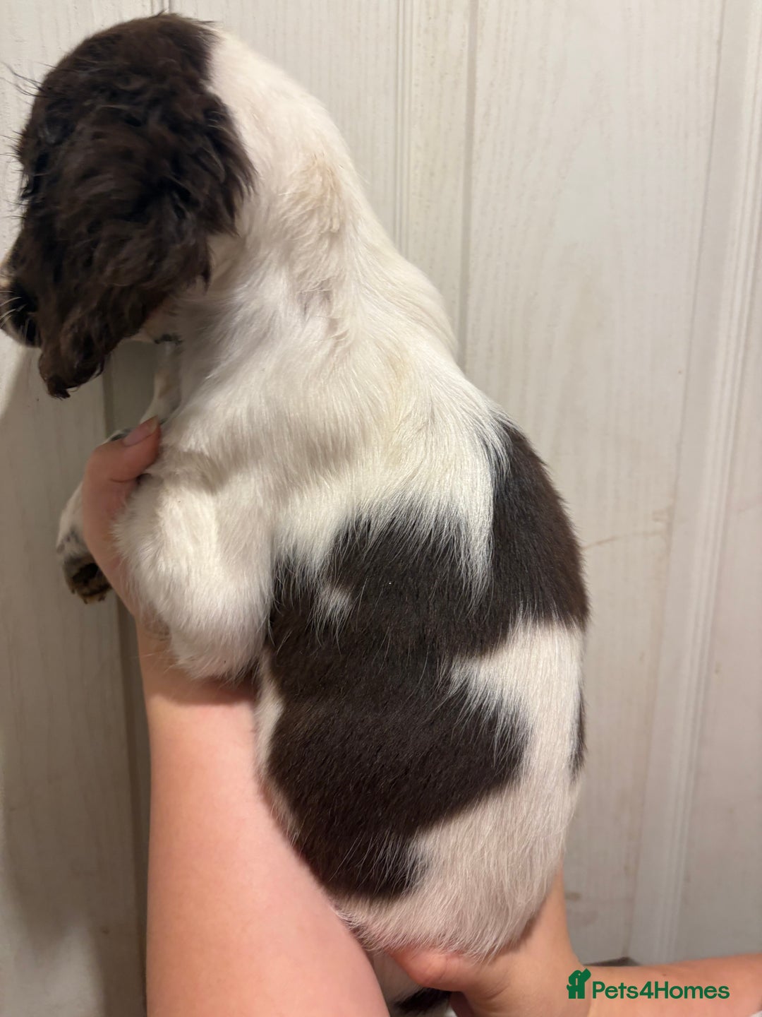 Sprocker dogs for sale: 8 glorious sprocker pups  - Image 8