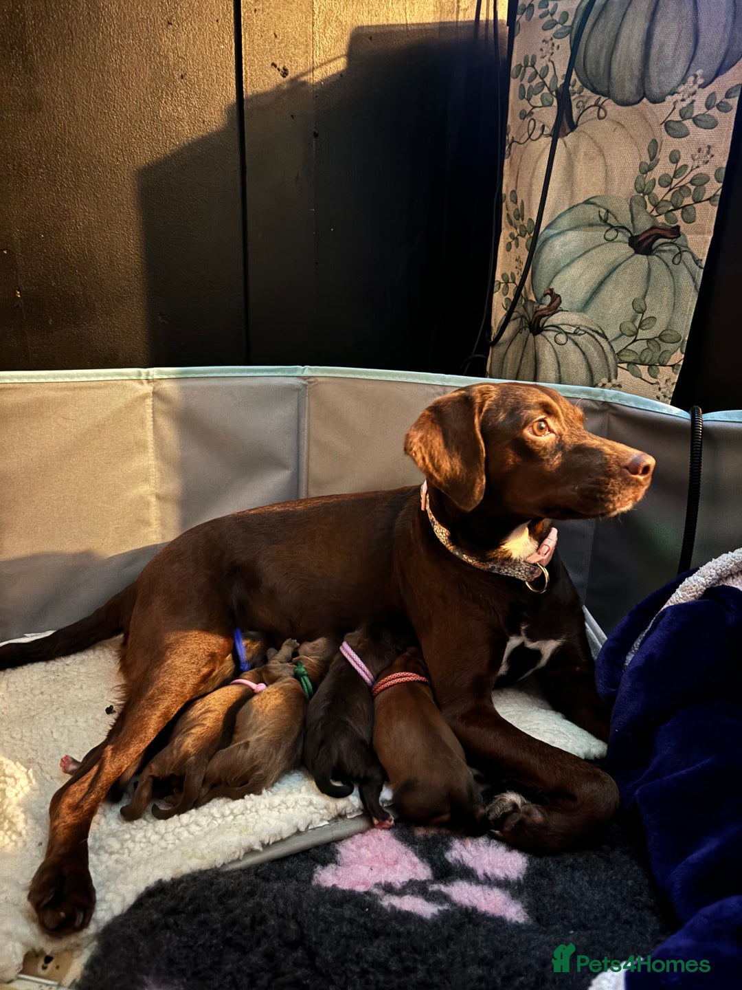 Mixed Breed dogs for sale: Spaniel cross staffy pups  - Advert 8