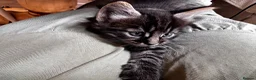Maine Coon cats for sale: 5 Maine Coon kittens looking for their homes 🐾 - Advert 23