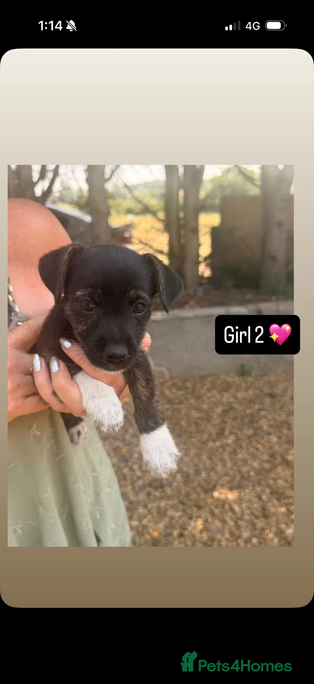 Jack Russell dogs for sale: Jack Russell dogs - Advert 2