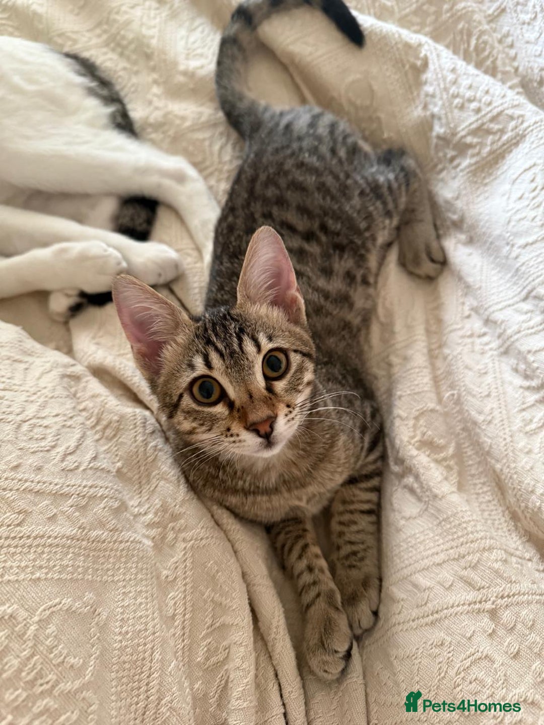 Mixed Breed cats for adoption: Muji & Sol - Affectionate & Chatty indoors pair - Advert 15